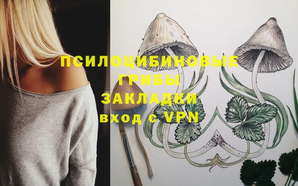 гашик Алексин